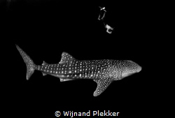 Whale Shark in Southern Leyte, Philippines
No feeding! by Wijnand Plekker 